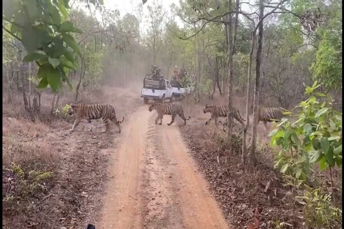 IFS officer tweets video of Tigers crossing forest road in Maharashtra, shares a 'good advice' for people
